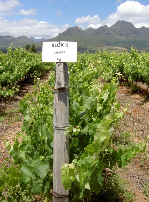 picture of  Block with wine grapes in Western Cape Province.