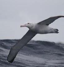 Photo of an albatross in flight.