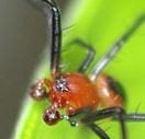 Photo of an intact spider.Photograph: Lee Qi Qi