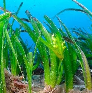 Photo of seagrass in the Mediterranean Photo: Getty Images