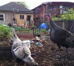 Photo of two turkeys in a backyard. Credit Kiera Butler
