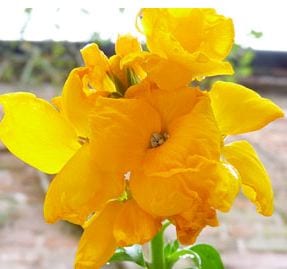 Frost-proof: yellow wallflowers regain their full glory after surviving a cold snap. Photograph: Maria Nunzia Calderone