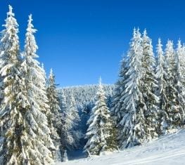 Photo of a snowy forest with bright blue skies.