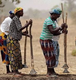 Photo of women tamping the ground with sticks. Credit: AFP