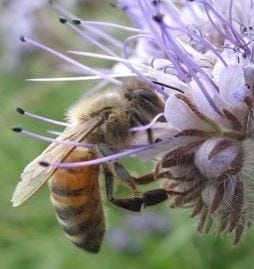 A honeybee forages on scorpion weed flowers. Two new studies say insecticides are leading to a rapid decline in bee populations worldwide. Science/AAAS