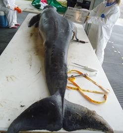 A dead dolphin is inspected for causes of death. (Photo courtesy NOAA)