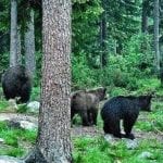 Bears in a Finland forest (Photo by Grete Howard) 