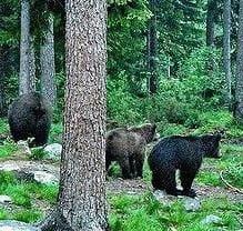 Bears in a Finland forest (Photo by Grete Howard)