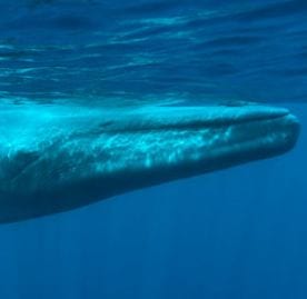 Photograph of a whale under water. Photograph: Andrew Sutton