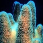 Photo of Pillar Coral shimmering in the ocean. Credit: NOAA