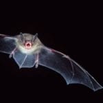 Photo of a bat in flight. Photograph: Joe Mcdonald/Getty Images