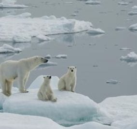Polar bear mother with two cubs on sea ice. (Credit: iStockphoto/Thomas Pickard)