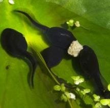 photo of tadpoles. Credit: Badly Drawn Dad/Flickr