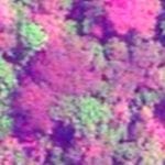 Cropped GeoEye image of a deciduous forest in Cameroon. Credit:GEOEYE 