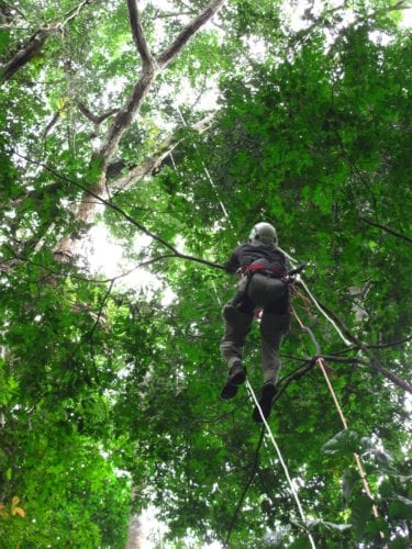 A researcher is shown climbing into the canopy of a primary forest in Southern Cameroon to measure tree height and crown dimensions. Photo: Courtesy of authors.