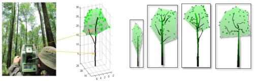 Figure 1: Tacheometer-based measurement of tree shape and crown structure (limbs) in a mangrove forest of French Guiana. Right: “Library” of tree shapes. Photos courtesy of authors.
