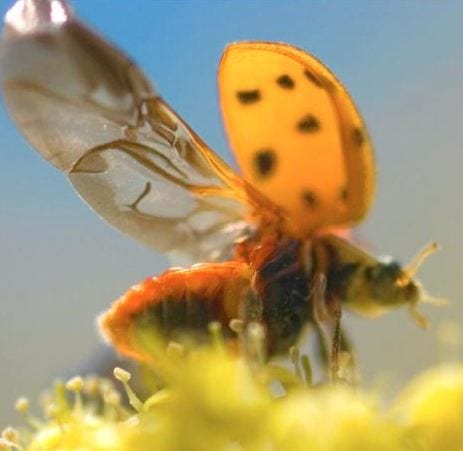 Having large tracts of natural habitat surrounding fields increase ladybug populations and help farmers reduce insecticide use. (Credit: G.L. Kohuth)