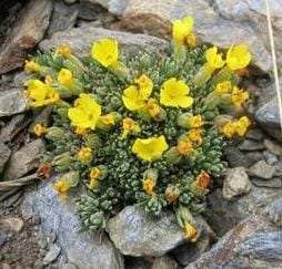 Andrago, alpine flower in the Sierra Nevada (Photo courtesy U. Granada)