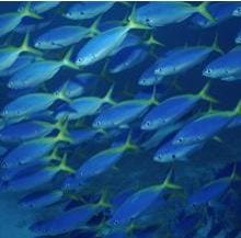 Photo of a school of fish. (Image: Georgette Douwma/Nature Picture Library/Rex Features)