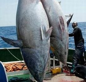 Giant bluefin tuna caught off the coast of Libya, 2009 (Photo by Manfred Bortoli ideavideo)