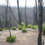 A photo of a post-forest fire pine plantation (Mediterranean forest) taken in 2005, in Sestri, Genova. Credit: Dr. Andrea Camia (EC-JRC) .