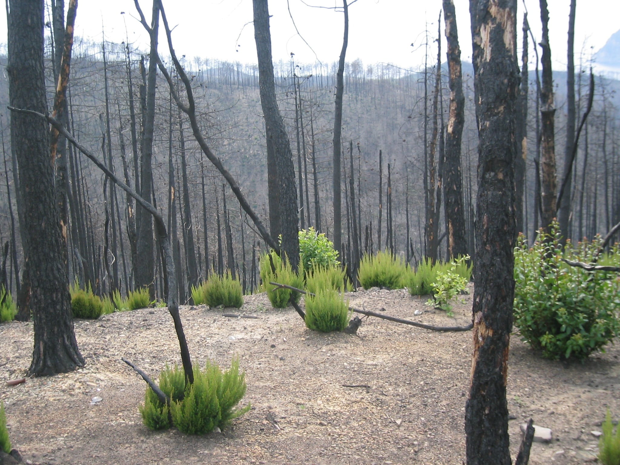 A photo of a post-forest fire pine plantation (Mediterranean forest) taken in 2005, in Sestri, Genova. Credit: Dr. Andrea Camia (EC-JRC) .