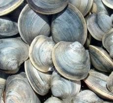 pHOTOgraph of clams