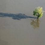 Photo of a tree stranded by floods.  (Image: Scott Olson/Getty)