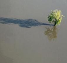 Photo of a tree stranded by floods. (Image: Scott Olson/Getty)