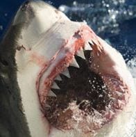 Photoraph of a great white shark showing its teeth. Credit; Corbis