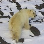 A hybrid polar/grizzly bear on Victoria Island in the Canadian Arctic at about 74 degrees North. The hybrid, photographed on April 23, was traveling with a grizzly bear on the sea ice in Viscount Melville Sound. (Photo courtesy of Jodie Pongracz)
