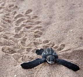 Photo of a baby turtle crawling on sand. Credit: Jolene Bertoldi/ZA Photos/PA