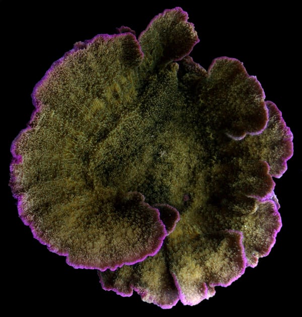 Image of healthy coral with a purple fringe. (Image: University of Southampton)