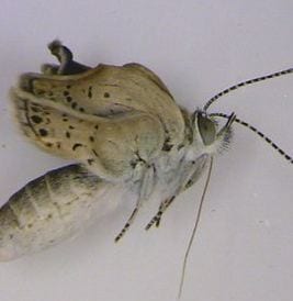 Image of a deformed butterfly from Japan.