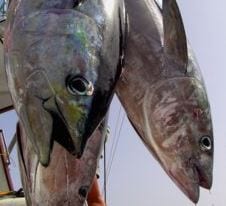 Photograph of tuna fish hanging from a fishing boat. Credit: The Ecologist