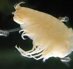 Deep sea digest: Hirondellea gigas (Image: OpenCage/Wikimedia Commons)