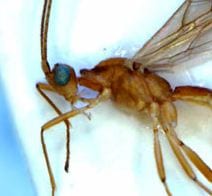 Parasitoid wasp Aleiodes gaga: ‘first speed dating, now speed species description’.