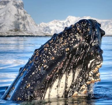 A whale peaking up through the water. Image Credit: Dmytro Pylypenko/Shutterstock