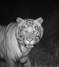 A tiger captured by a motion-activated camera in Chitwan National Park in Nepal. Credit: Michigan State University