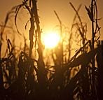 Photo of the sun shining through a burnt out crop of corn. Credit: Saul Loeb/AFP/Getty Images