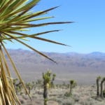 A photo of a desert scene schowing Joshua trees in the foreground and background. Credit: Joesph Kerski