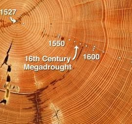 This Douglas-fir sample from the Southwest has annual tree rings dating back to the year 1527. The narrowing of the rings that formed from the 1560s through the 1590s indicates that the tree grew little during the 16th century megadrought. (Credit: Copyright Daniel Griffin.)