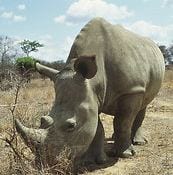 Photograph of a white rhino. Thirteen/WNET