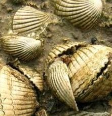 venericardia densata, extinct species of clam. The location is Claiborne Bluff on the Alabama River, Monroe County, Alabama. The age was middle Eocene (48.6 - 37.2 million years ago) Lisbon Formation. (Credit: Photo by Paul Harnik)