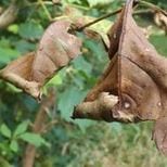 Symptoms of ash dieback include leaf loss and it can lead to tree death. Credit: Norfolk Wildlife Trust