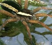Photo of the great raft spider (Dolomedes plantarius)