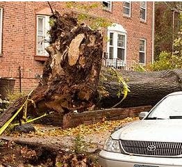 Trees are down all across Queens, New York (Photo by Samurai Photographer)