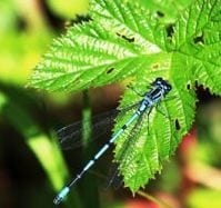 Dragonfly photo by Marsland Senior Nature Reserve Officer Gary Pilkington.