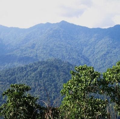 Photo of the Hukaung Valley Wildlife Sanctuary in northern Myanmar (Photo courtesy of Wildlife Conservation SocietyPhoto of the Hukaung Valley Wildlife Sanctuary in northern Myanmar (Photo courtesy of Wildlife Conservation Society