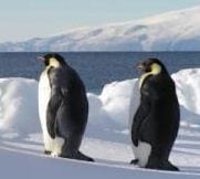 Emperor penguins near the sea. (Credit: Katsufumi Sato (Atmosphere and Ocean Research Institute, The University of Tokyo))